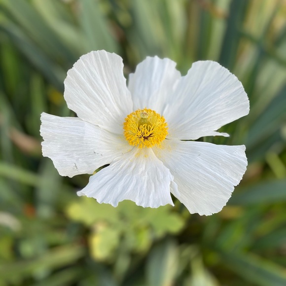 Meet your Posher, Lee - Picture 1 of 1